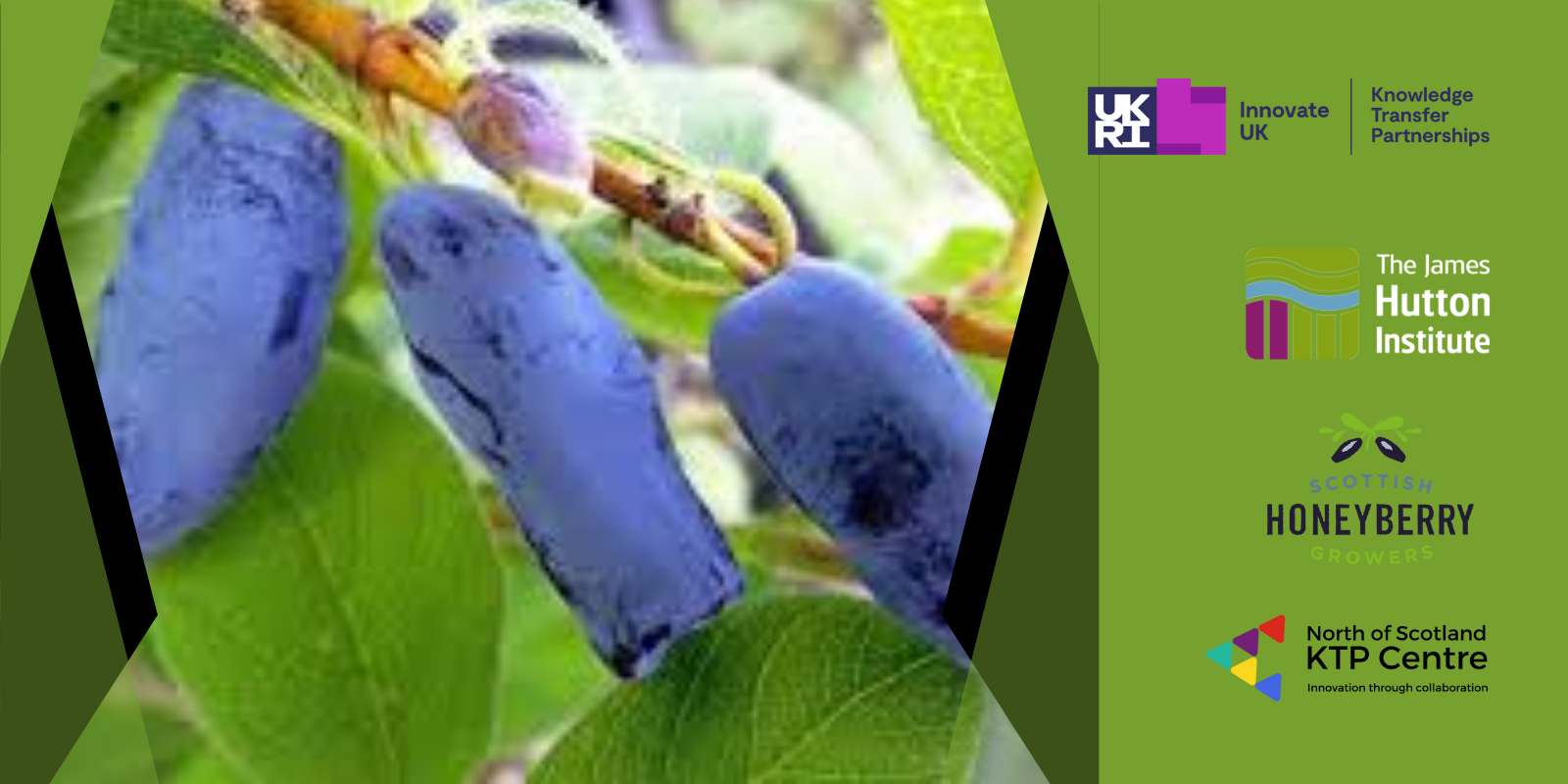 KTP between Scottish Honeyberries and James Hutton Institute